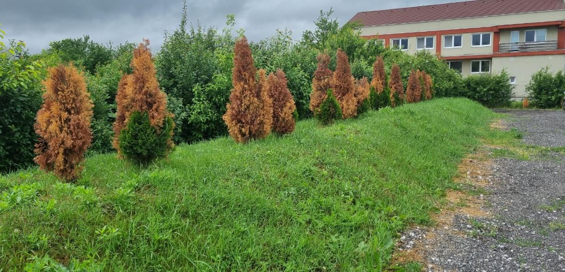 trataemtn rugina la tuia